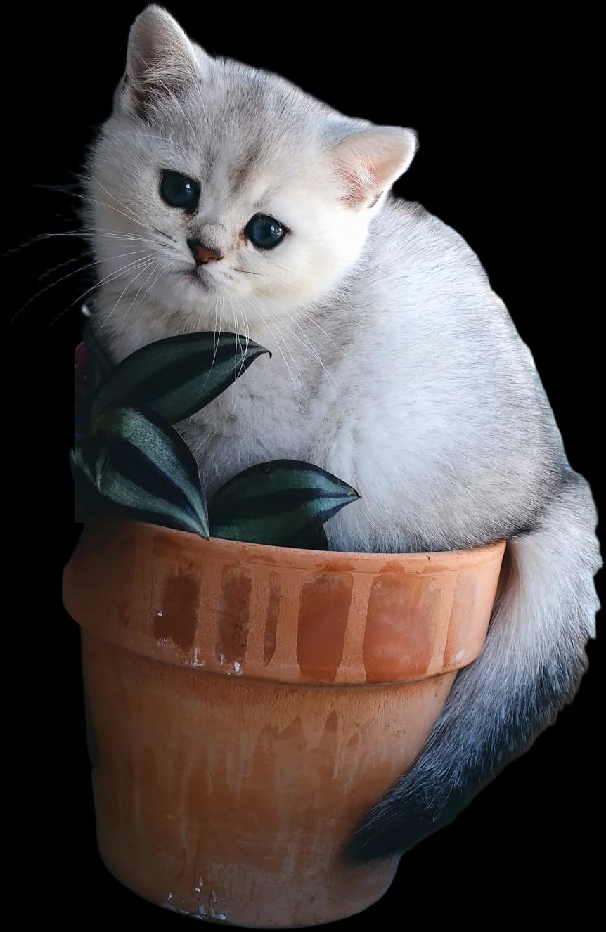 Example photo: A pale British shorthair kitten sitting in a plant pot